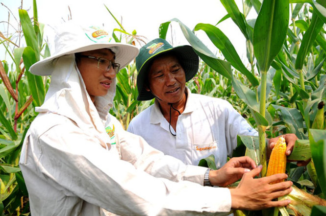 In Vietnam, genetically modified food sold without proper labeling