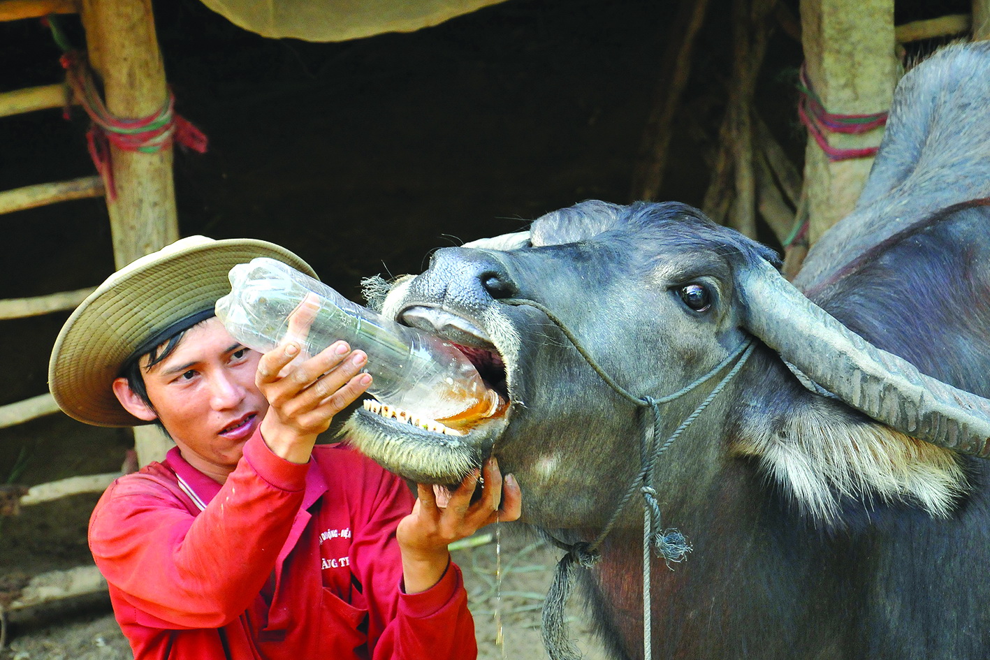 In Vietnam, farmers feed buffalo wine after hard work