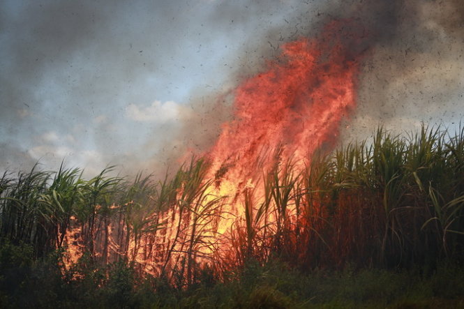 Farmers in Vietnam on hot bricks as sugar cane fields on fire