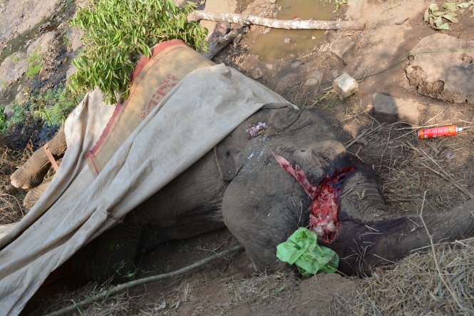 Tamed elephant dies in central Vietnam; slash found on body
