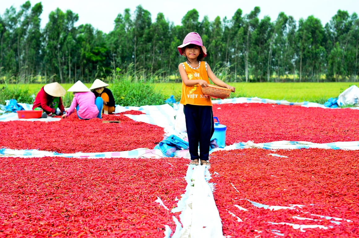 In Vietnam, children cherry-pick chili after harvest to earn a living