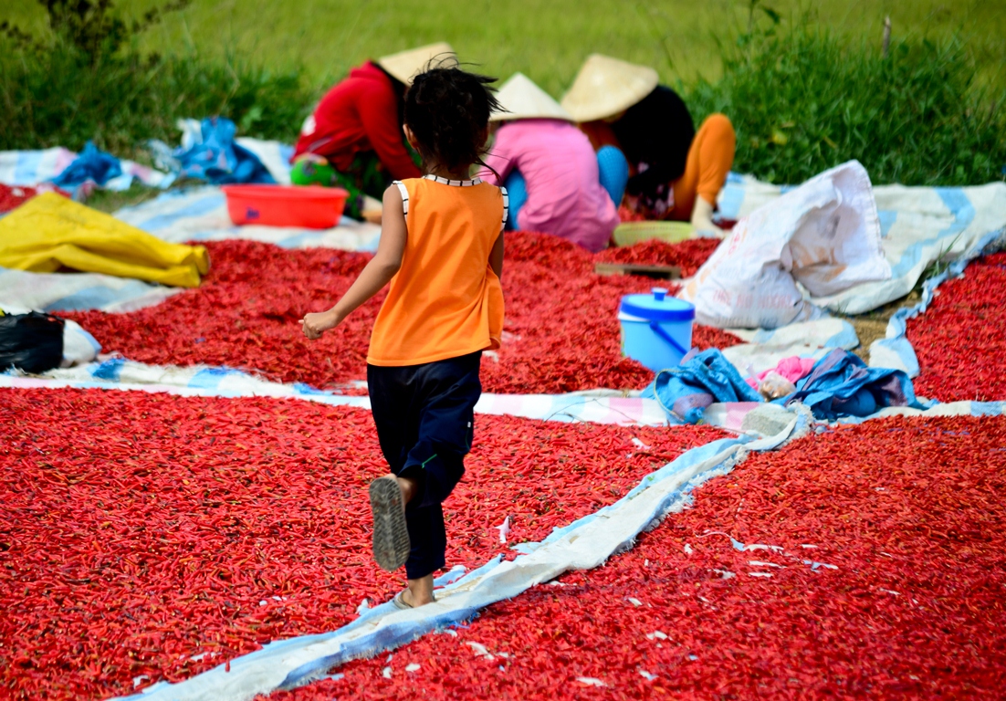 Huynh Thi Thanh Thao, 6, is pictured working with her parents in the chili field.