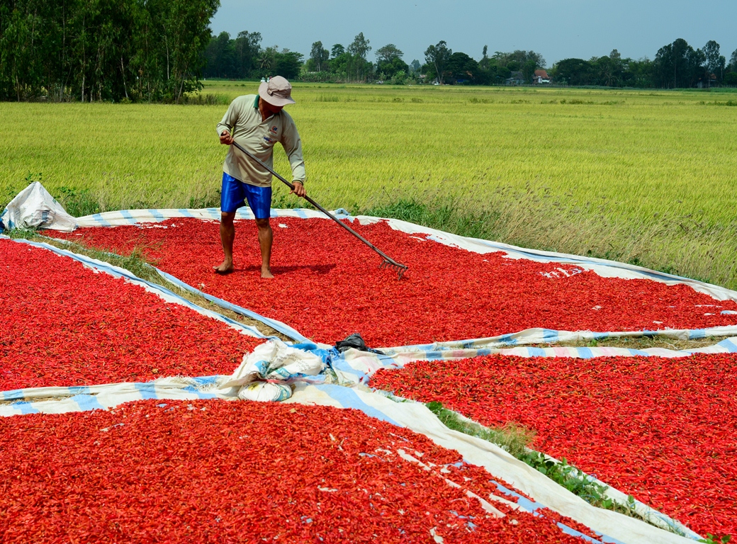 Nguyen Van Cuong lays chili under the sun to dry it.