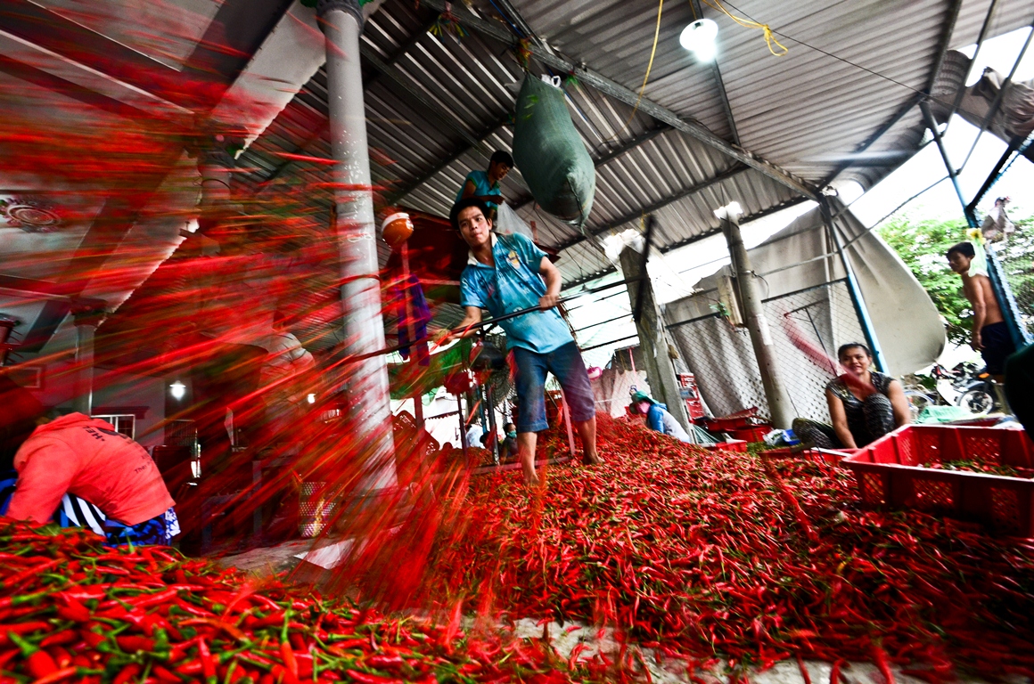 Fresh chilies are put in front of fans to blow dust and water out of them.