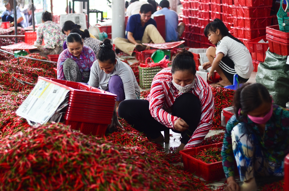 Classifying chili after harvest has become a source of livelihood for many people in Thanh Binh District of the southern province of Dong Thap.