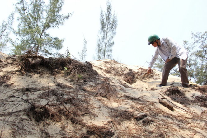 Uprooting aspen trees for sand exploitation in central Vietnam province