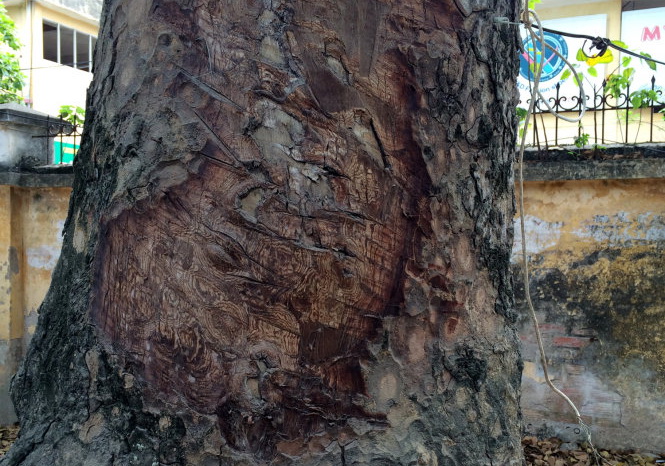 Age-old trees barked secretly in Hanoi as investigation underway