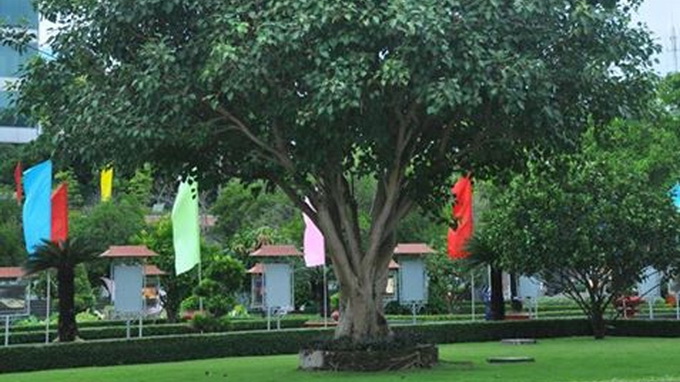 Test your knowledge of this tree to win free India trip