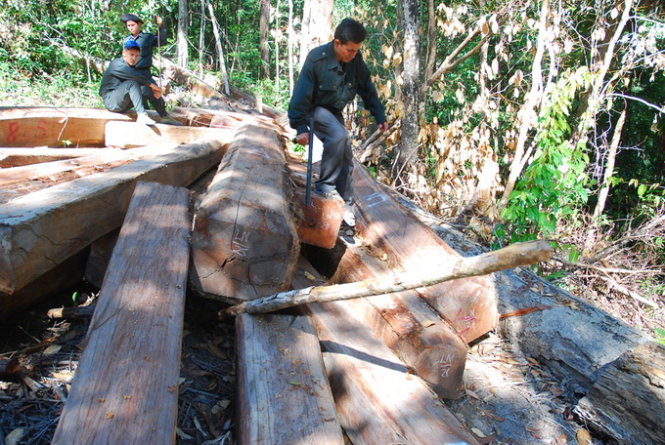 Kon Tum forests in Vietnam at risk of disappearance over illegal logging