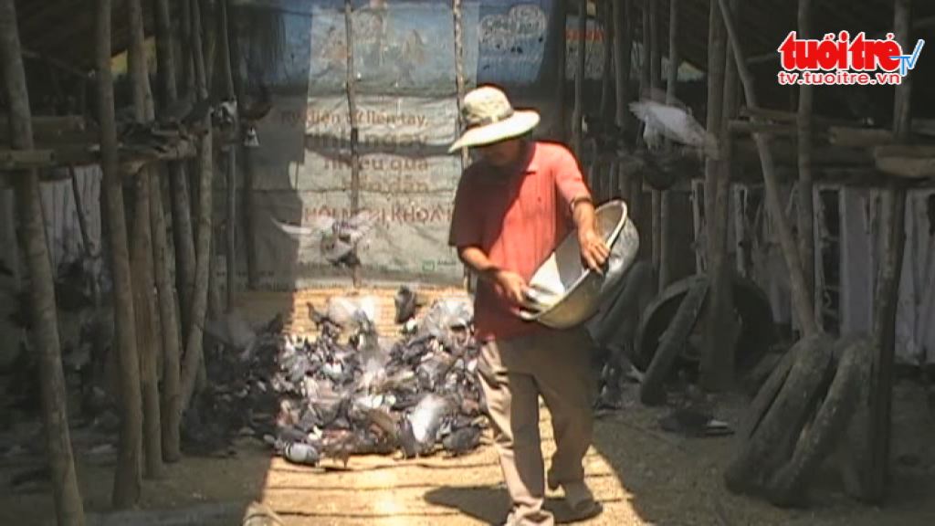 First Vietnamese person uses music to raise thousands of pigeons
