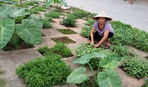 Spooked by unsafe greens, Vietnamese people grow veggies at home