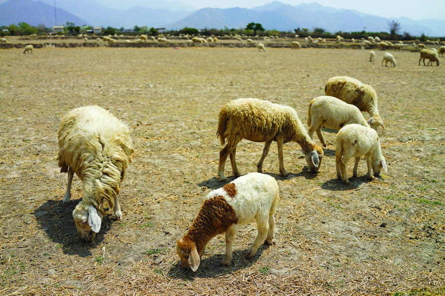 Sheep eat grass in a dry field under the sun in Bac Ai District, located in the south-central province of Ninh Thuan.