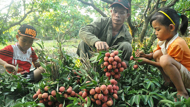 Australia opens door for Vietnamese lychees, but growers still worried