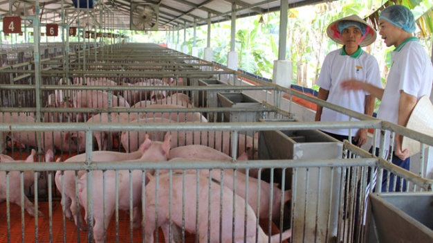 Vietnam’s animal feed industry to see fiercer fight for bigger market share