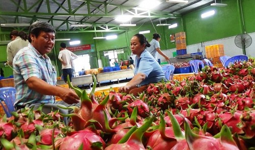Vietnam entrepreneur builds multimillion-dollar business from dragon fruits