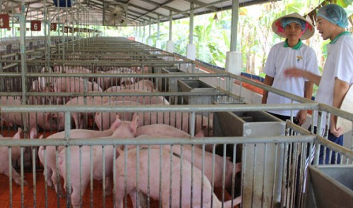 Vietnam’s animal feed industry to see fiercer fight for bigger market share