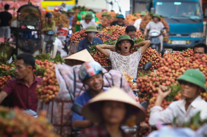 Lychee harvest season comes with worries in Vietnam