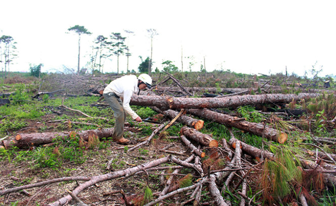 Vietnam police hunting culprits who chopped down 200 pine trees in Central Highlands