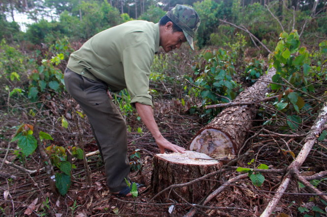 Man captured for poisoning 684 pine trees in central Vietnam