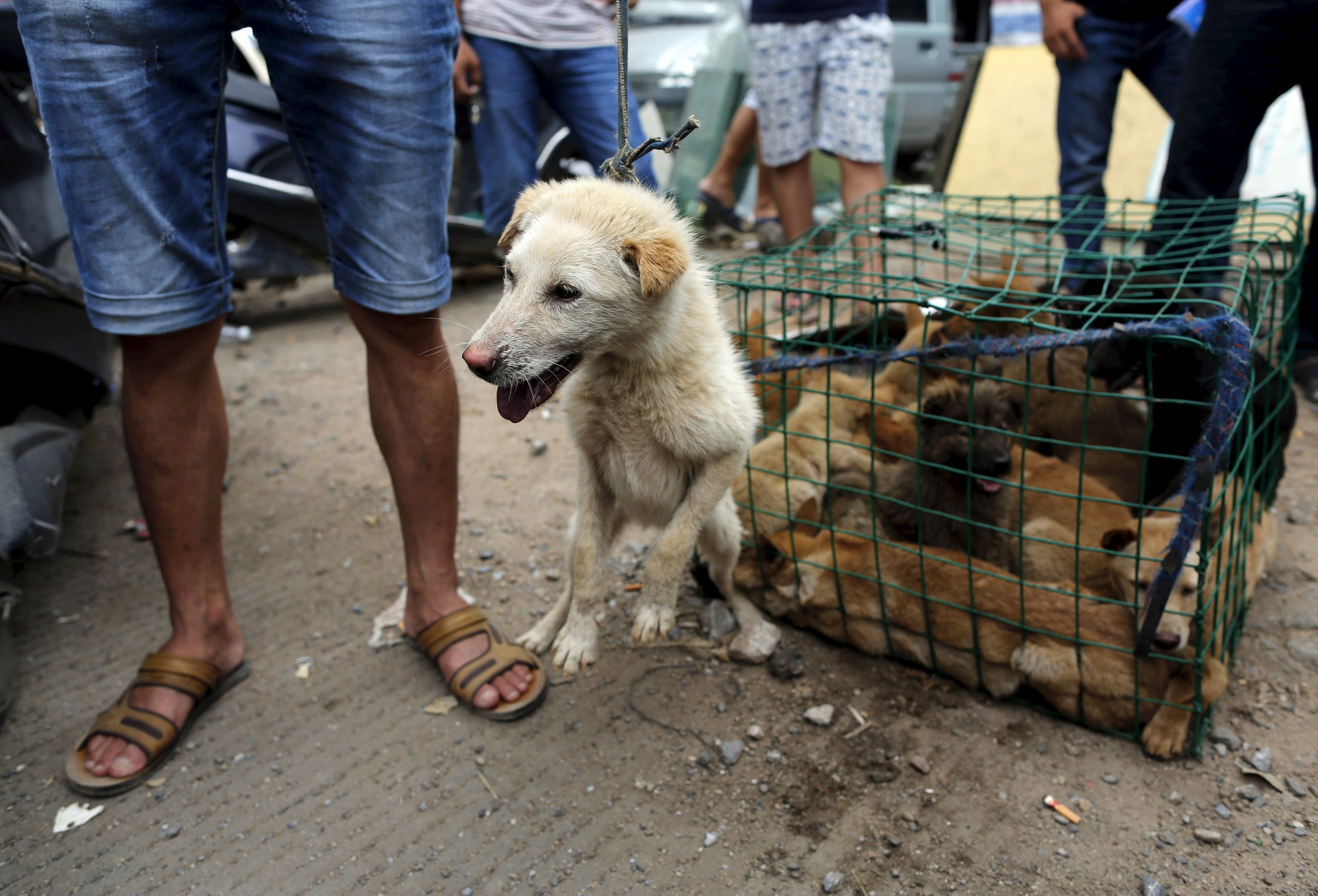 China's dog meat festival raises hackles of fans and opponents