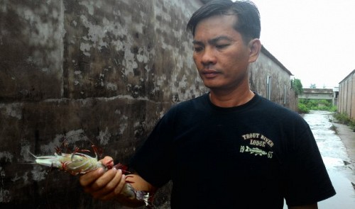 Hunting for exceptional giant tiger prawns in southern Vietnam