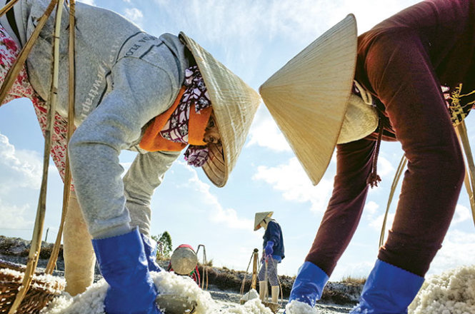 Bumper salt harvest: Vietnamese farmers sell products at a loss (pics)