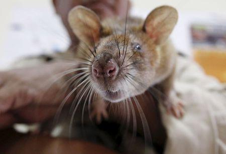 Cambodia uses 'life-saving' rats to sniff out deadly landmines