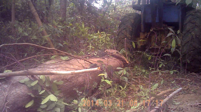 Forests in central Vietnamese province devastated by illegal loggers