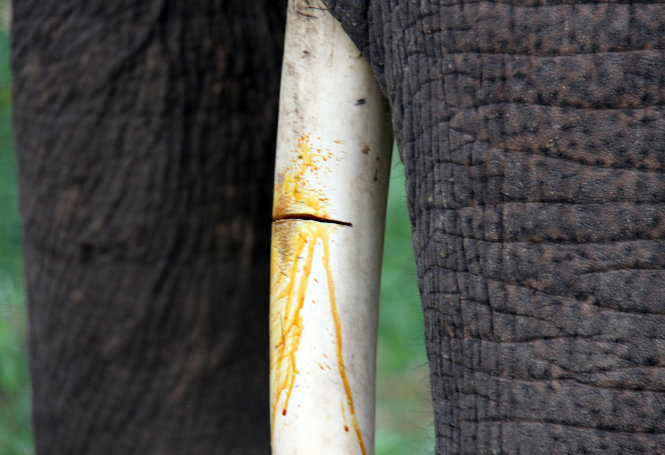 Doctors amputate elephant tusk allegedly sawed by poachers in Vietnam reserve
