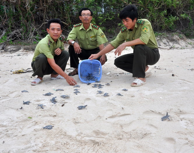 ‘Midwives’ of sea turtles on Con Dao Islands in Vietnam