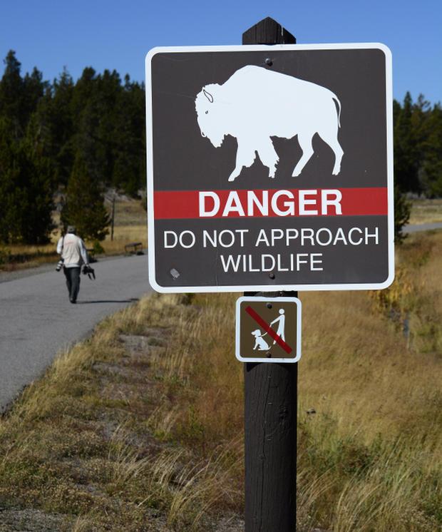 Bison gores woman attempting selfie photo at Yellowstone park