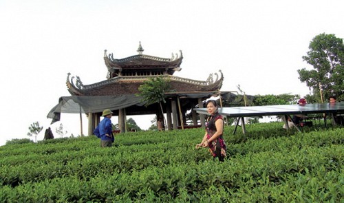 Solar power harnessed to make clean tea in northern Vietnam