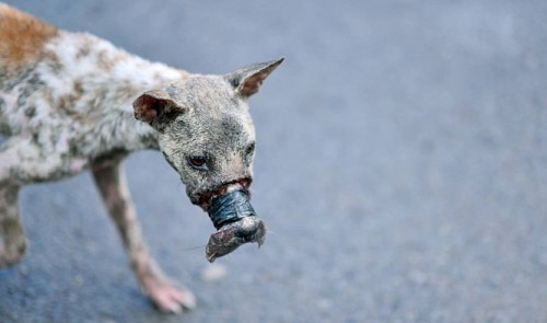 Dog with necrotic mouth rescued after slaughterhouse escape in Vietnam