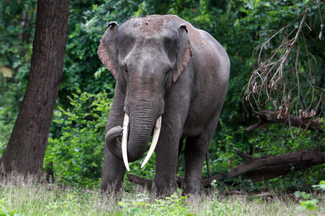 Tamed elephants in central Vietnam under permanent watch against tusk thieves