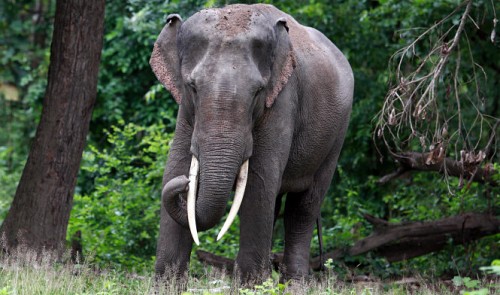 Tamed elephants in central Vietnam under permanent watch against tusk thieves