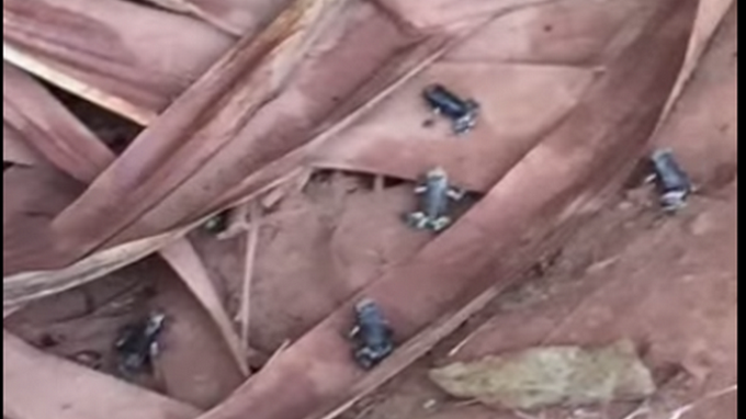 Bullfrog video leads to earthquake rumors in southern Vietnam