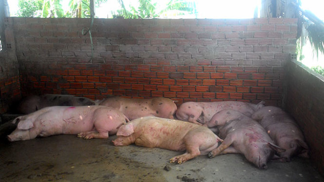 Pigs found sedated before being slaughtered in Ho Chi Minh City