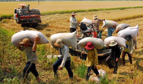 Vietnamese rice known around the world in 2035