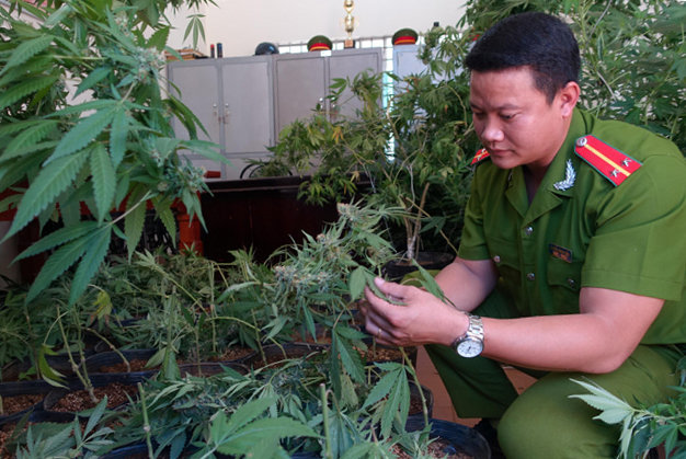 Hundreds of marijuana plants found being grown in central Vietnam