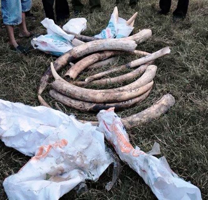 Vietnam police hunt for trafficker of African elephant tusks