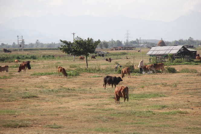 The grassland of cows in Vietnam’s Quang Nam Province