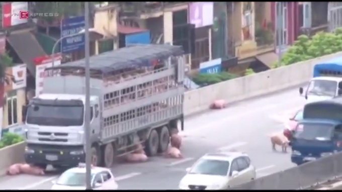 Pigs drop off truck, block traffic on Hanoi flyover