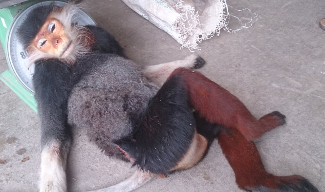 At an eatery selling endangered monkey meat in Vietnam