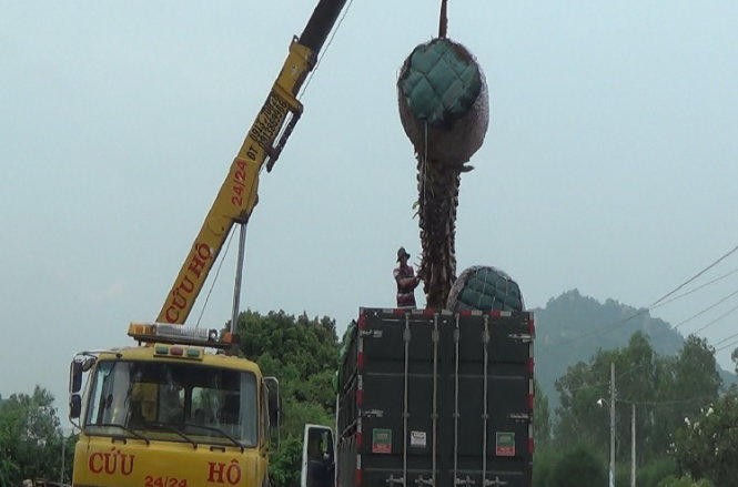 Chinese traders hunt for decades-old sugar palm trees in southern Vietnam