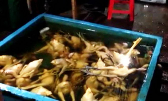 Slaughterhouse treating chickens with kerosene busted in Ho Chi Minh City