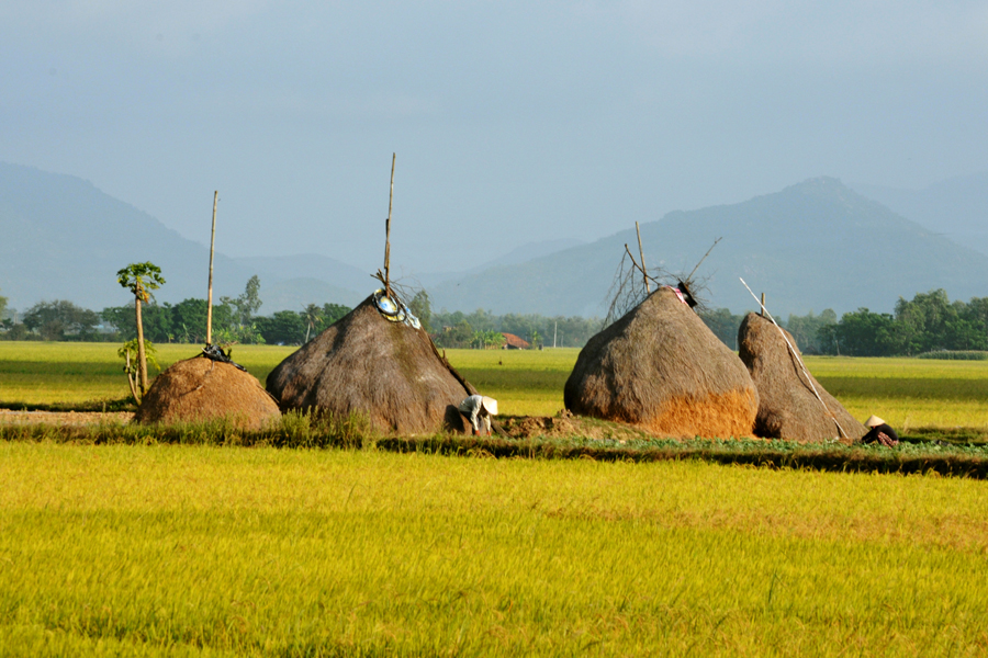 A paddy field in Phuoc Loc Hamlet, Hoa Thanh Commune, Dong Hoa District