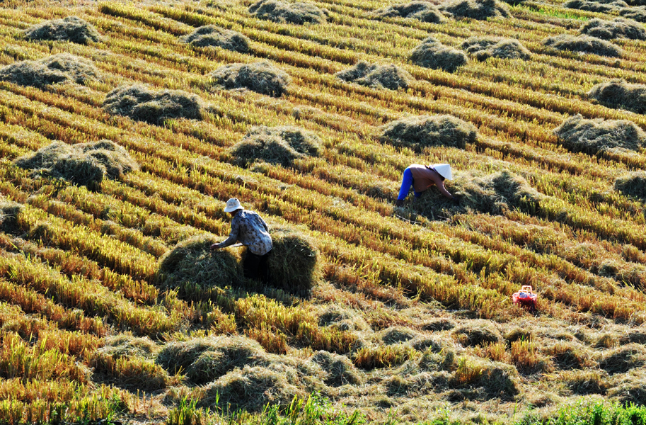 A field in Dong Hoa District at the end of the harvest time