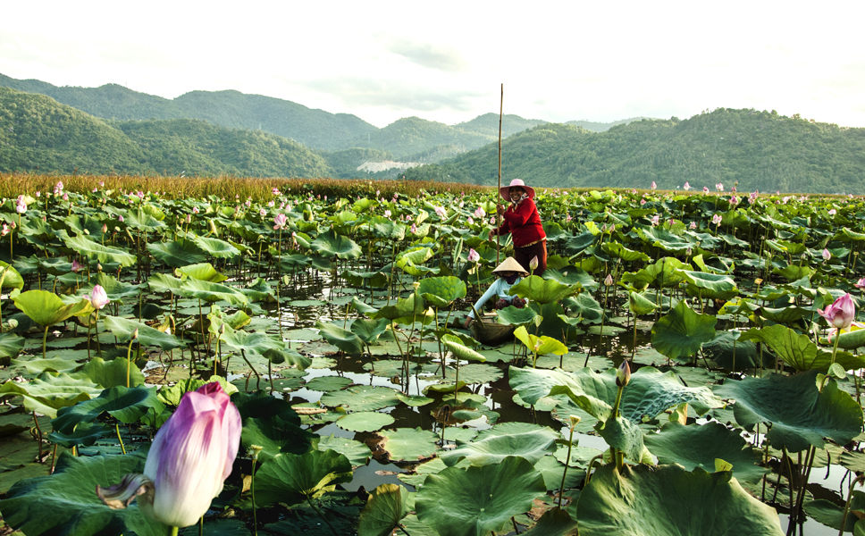 The Bien Ho lotus field under the Ca Pass