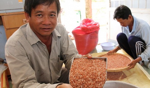Vietnam ‘herbal rice’ sells like hot cakes at hefty price in Europe