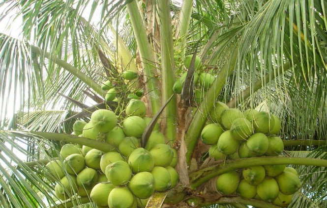 Coconut trees shouldn’t be grown along Ho Chi Minh City streets: transport dept